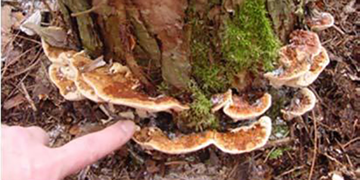 Evidence of Heterobasidion Root Disease